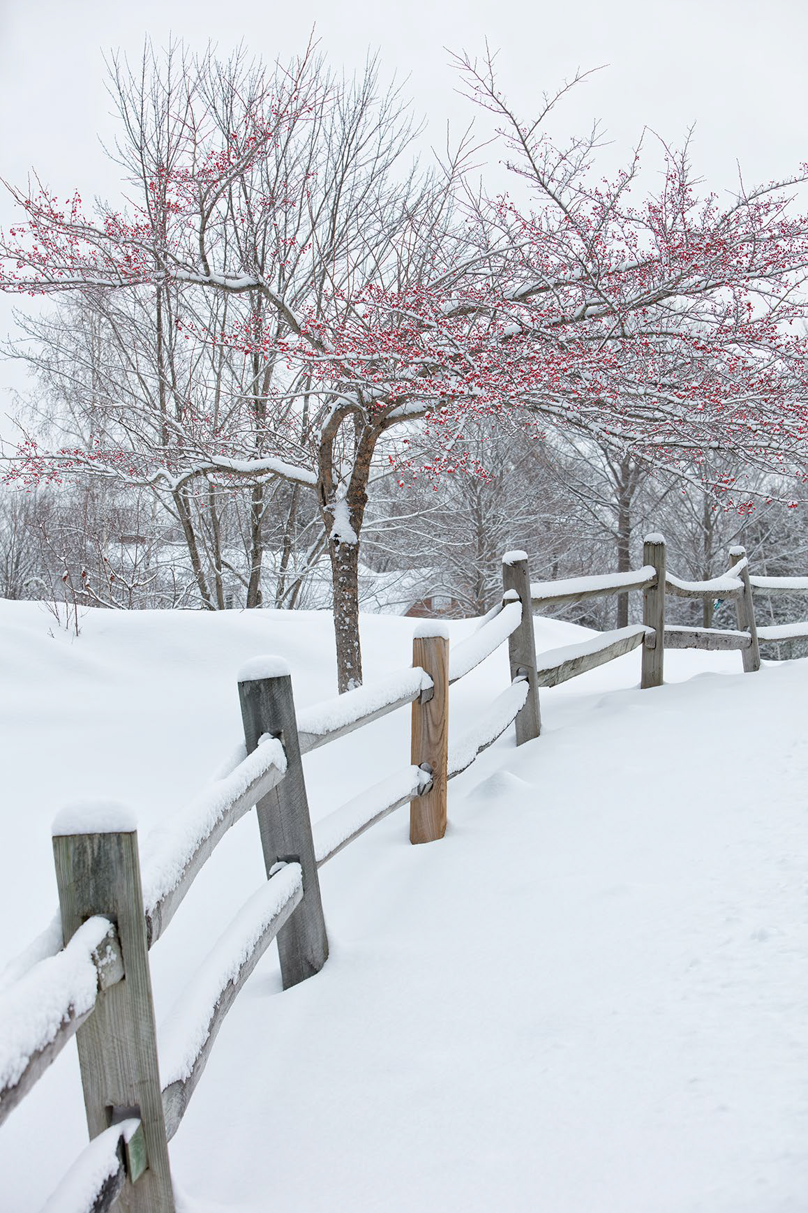 A tree and wooden fence covered in snow